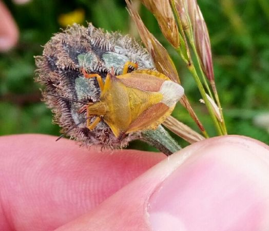 Carpocoris fuscispinus  - Thomas Lux