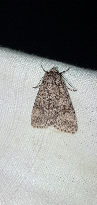 Acronicta megacephala  - Melchior Viallet