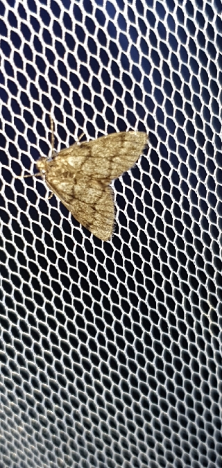 Tephronia sepiaria  - Melchior Viallet