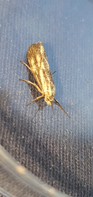 Brachodes funebris  - Melchior Viallet