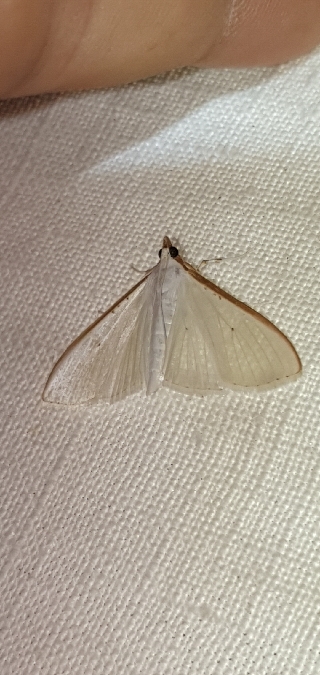 Palpita vitrealis  - Melchior Viallet
