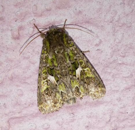 Trachea atriplicis  - Thomas Lux
