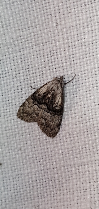 Meganola togatulalis  - Melchior Viallet