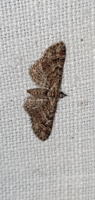 Fausse-Eupithécie  - Melchior Viallet