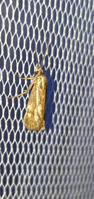 Brachodes funebris  - Melchior Viallet