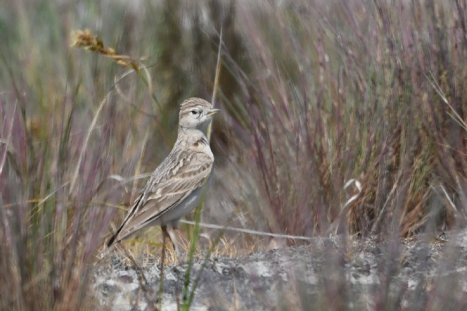 Alouette calandrelle  - Marcin Sołowiej