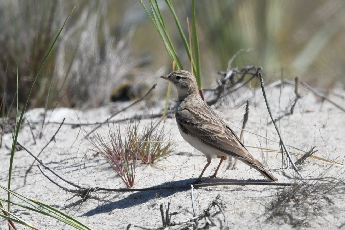 Alouette calandrelle  - Marcin Sołowiej