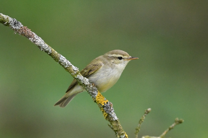 wójcik  - Marcin Sołowiej