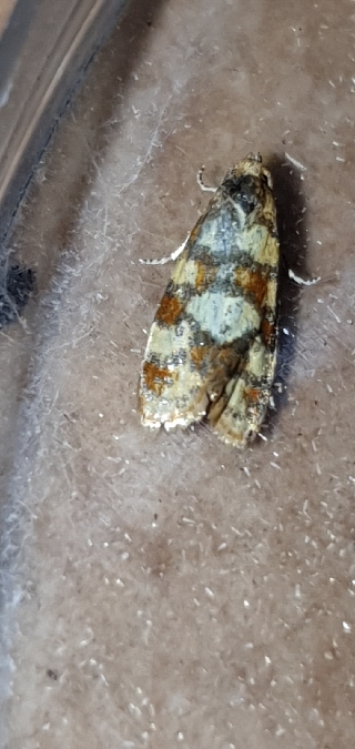 Aethes tesserana  - Melchior Viallet