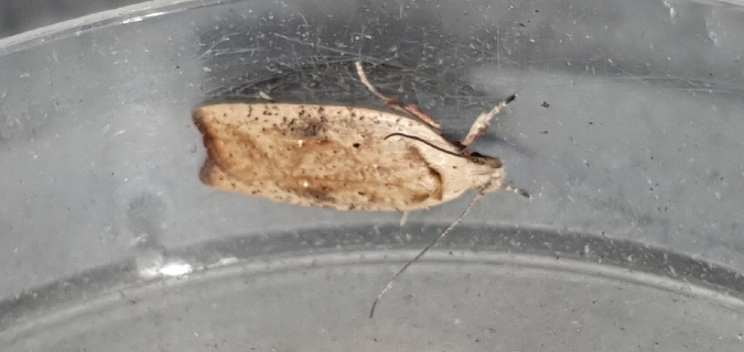 Agonopterix nervosa  - Melchior Viallet