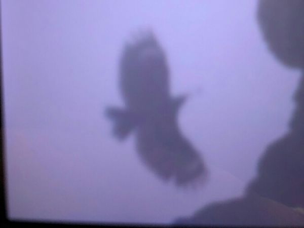 Mauerläufer  - Anna Kaniewska-Skoczylas