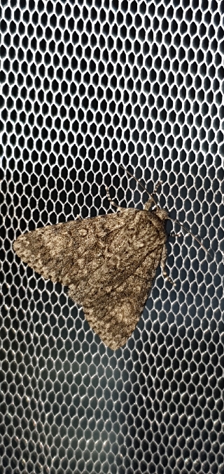 Acronicta megacephala  - Melchior Viallet