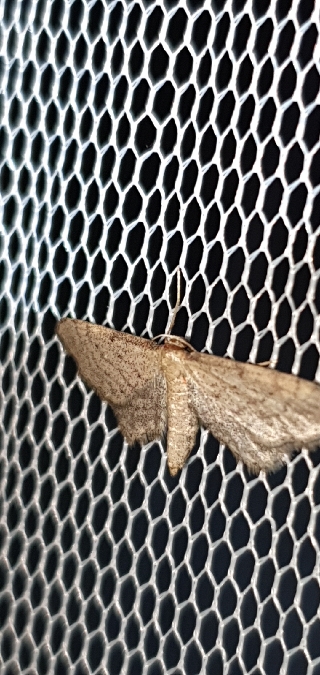 Idaea infirmaria  - Melchior Viallet
