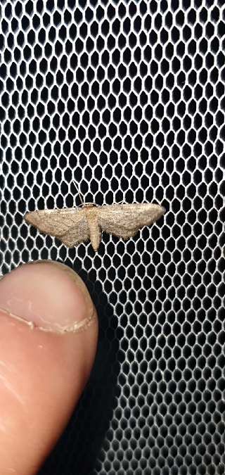 Idaea infirmaria  - Melchior Viallet