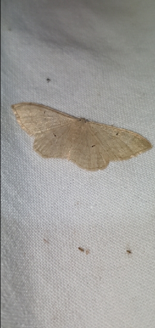 Idaea straminata  - Melchior Viallet