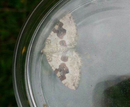 Xanthorhoe montanata  - Thomas Lux