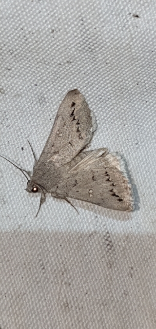 Clytie illunaris  - Melchior Viallet