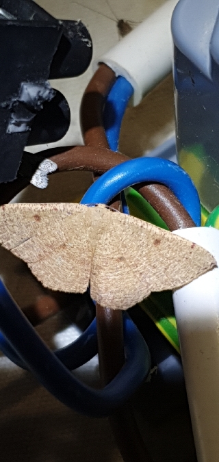 Cyclophora puppillaria  - Melchior Viallet