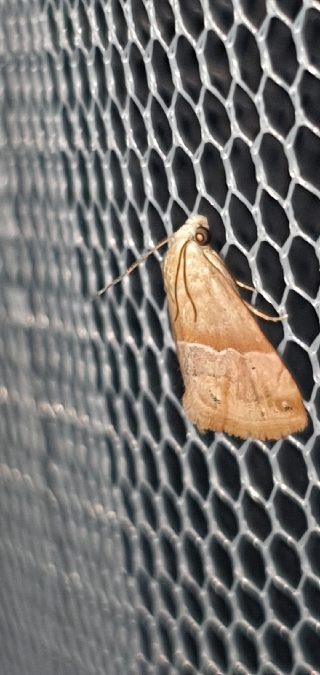 Eublemma parva  - Melchior Viallet