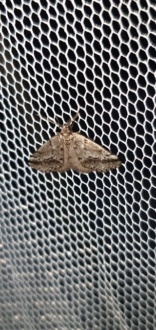 Tephronia oranaria  - Melchior Viallet