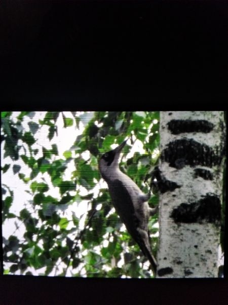 Pic vert  - Andrzej Lipiński