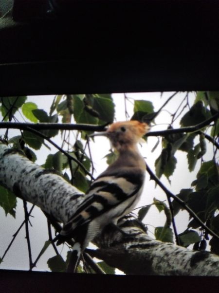 dudek  - Andrzej Lipiński