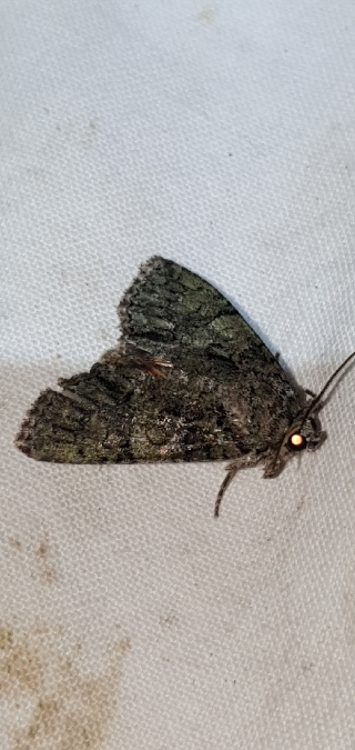 Polyphaenis sericata  - Melchior Viallet