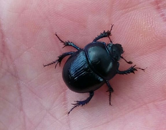 Anoplotrupes stercorosus  - Thomas Lux