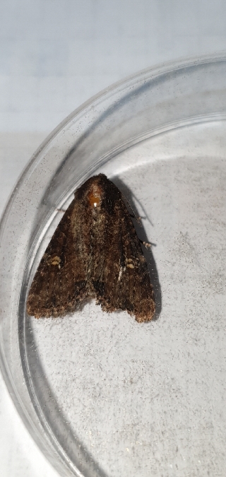 Mesapamea secalis  - Melchior Viallet