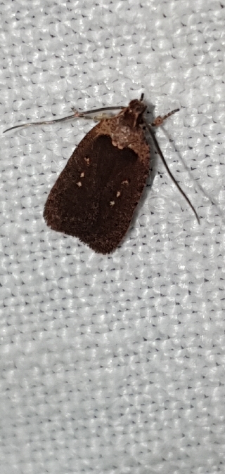 Agonopterix oinochroa  - Melchior Viallet