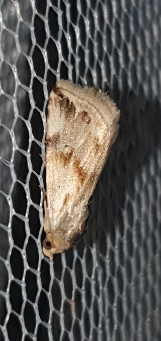 Eublemma ostrina  - Melchior Viallet