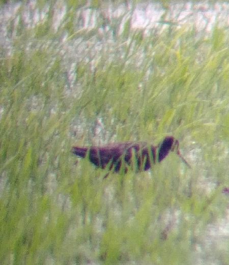Spotted Redshank  - Monika Żochowska