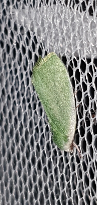 Earias clorana  - Melchior Viallet