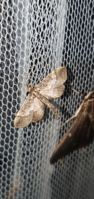 Hydriris ornatalis  - Melchior Viallet