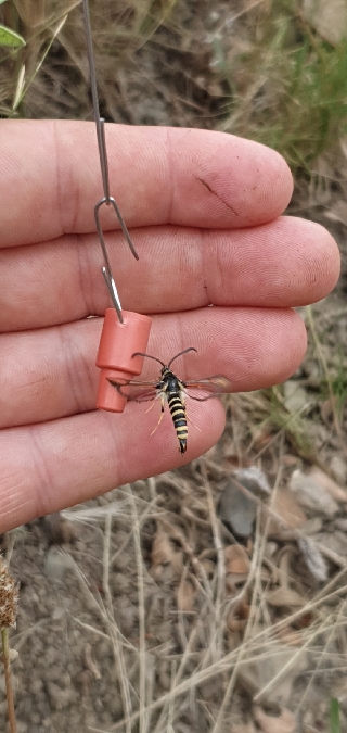 Bembecia ichneumoniformis  - Melchior Viallet