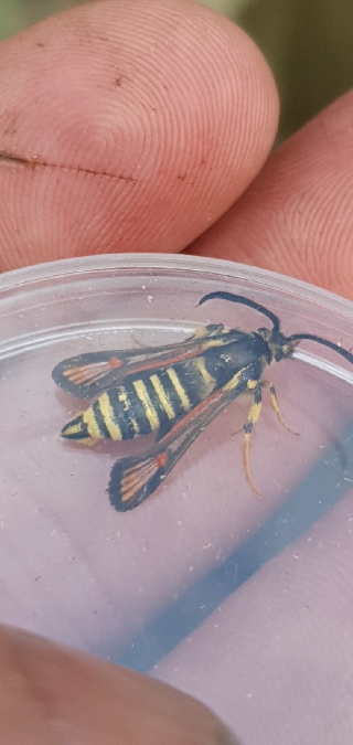Bembecia ichneumoniformis  - Melchior Viallet