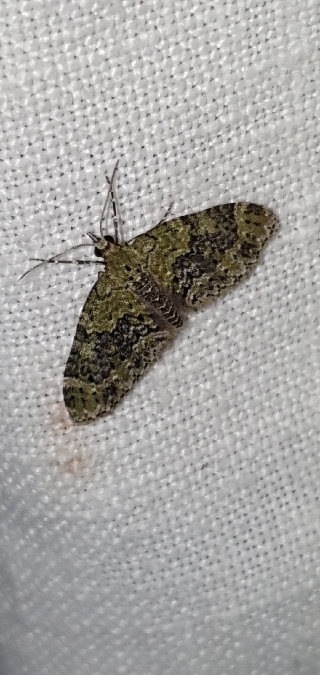 Acasis viretata  - Melchior Viallet