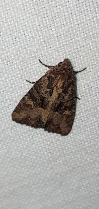 Mesapamea secalis / secalella  - Melchior Viallet
