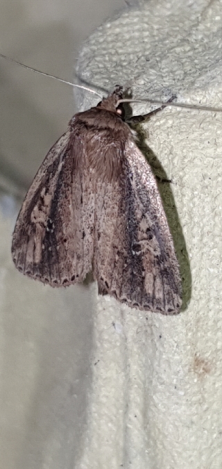 Archanara dissoluta  - Melchior Viallet