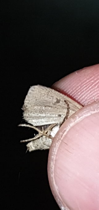 Archanara dissoluta  - Melchior Viallet
