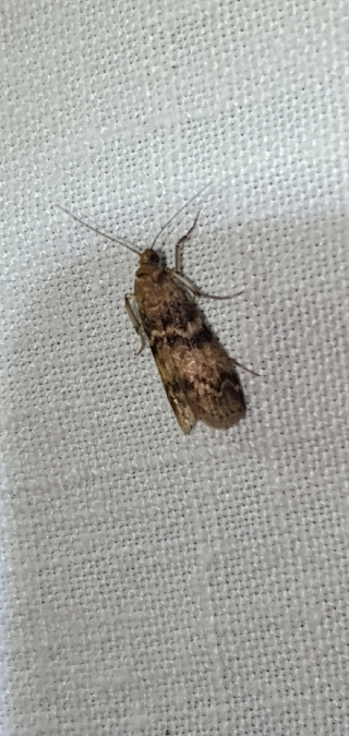 Euzophera pinguis  - Melchior Viallet
