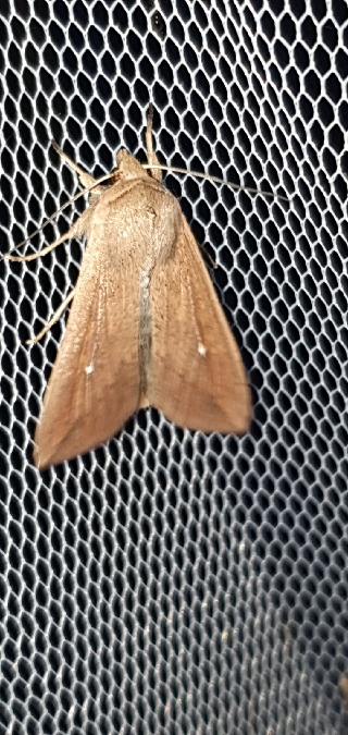 Mythimna unipuncta  - Melchior Viallet