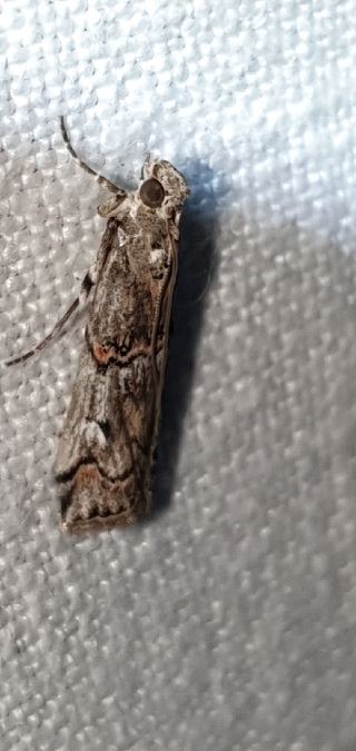 Pempelia palumbella  - Melchior Viallet