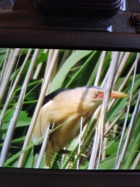 Little Bittern  - Andrzej Lipiński
