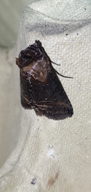 Abrostola triplasia  - Melchior Viallet