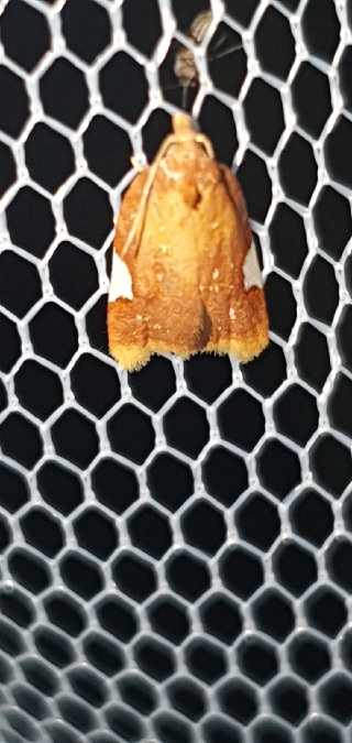Acleris holmiana  - Melchior Viallet