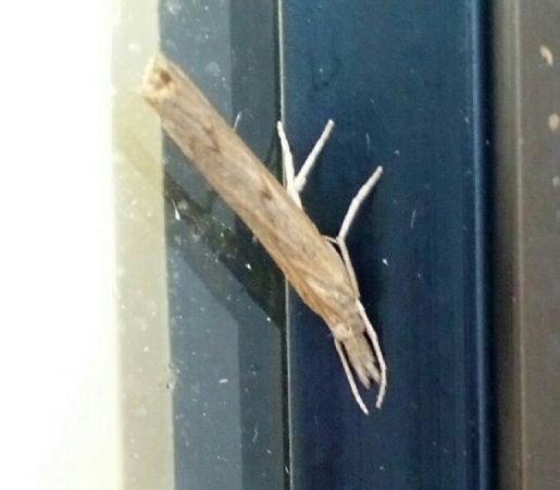 Pediasia contaminella  - Thomas Lux