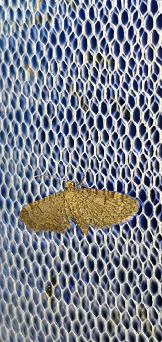Eupithecia ultimaria  - Melchior Viallet