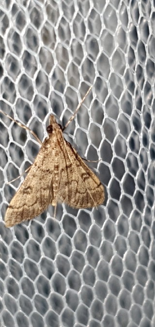 Dolicharthria bruguieralis  - Melchior Viallet