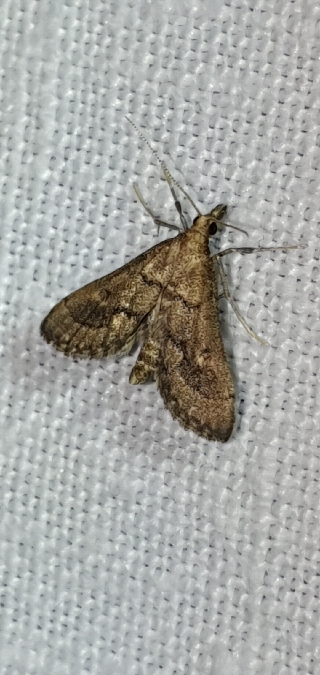 Metasia corsicalis  - Melchior Viallet